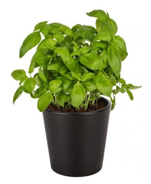 Wenko Kuro urtepotte til krydderurter - Sort Wenko Kuro urtepotte til krydderurter - Sort